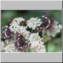 Araschnia levana - Landkaertchen Sommerform 08.jpg